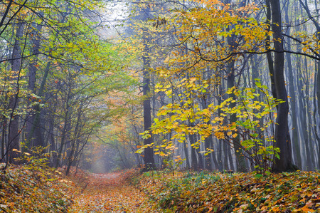 Misty morning in autumn forestの写真素材