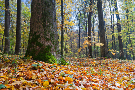 A big tree in the autumn forestの写真素材
