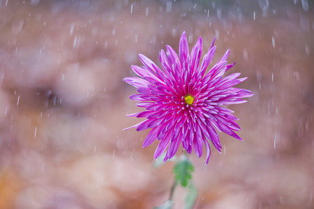 Flower chrysanthemum on background bokeh with water dropsの写真素材