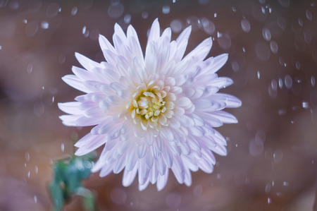 Flower chrysanthemum on background bokeh with water dropsの写真素材