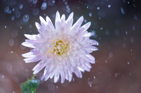 Flower chrysanthemum on background bokeh with water dropsの写真素材
