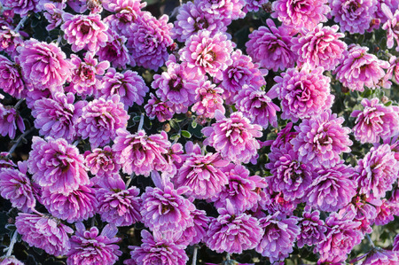 Background with pink chrysanthemums covered with frostの写真素材