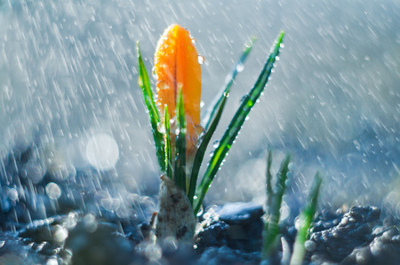 Little flower crocus in the spring rain