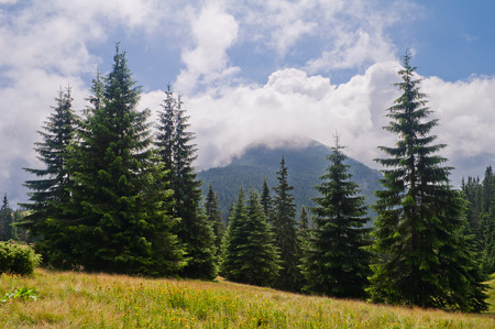 Summer mountain landscape with fir and mountain covered with clouds. Ukraine. Mount Chomiak. Carpathians.の写真素材