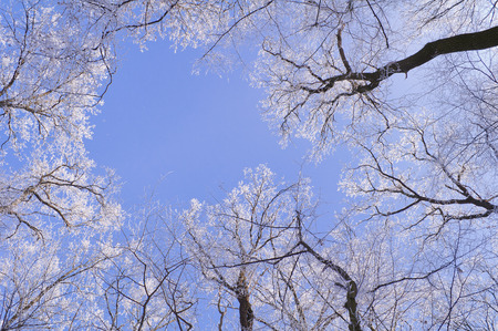 Tops of trees covered with frost on a sunny winter morningの写真素材