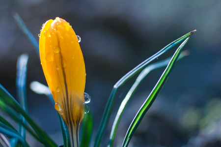 Small yellow crocus flower in drops of waterの写真素材