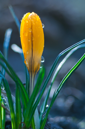 Small yellow crocus flower in drops of waterの写真素材