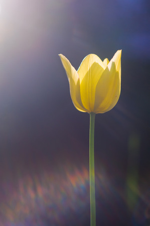 Bright yellow tulip in the glare of the sun on a dark blue backgroundの写真素材