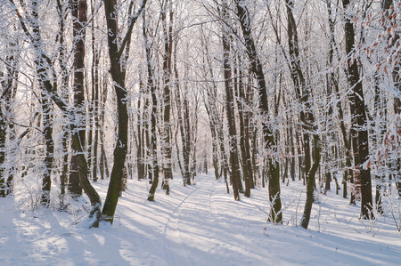 Trees in the forest covered with frostの写真素材