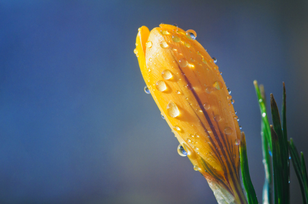 Yellow crocus flower in drops of water on a blue backgroundの写真素材