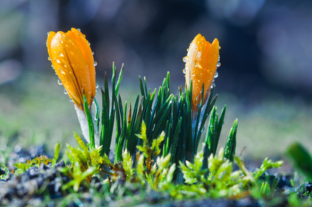 Two yellow crocuses in drops of water on a blue backgroundの写真素材