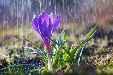 Beautiful spring blue crocus in the spring rainの写真素材