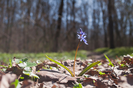 Wild blue snowdrop grows in the woods in early spring. Scilla bifolia.の写真素材