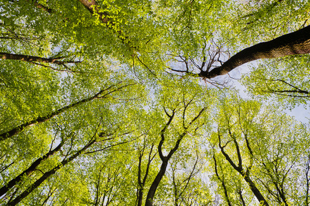 The tops of trees in spring forestの写真素材