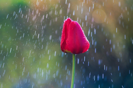 Red tulip in drops of water in the spring rainの写真素材