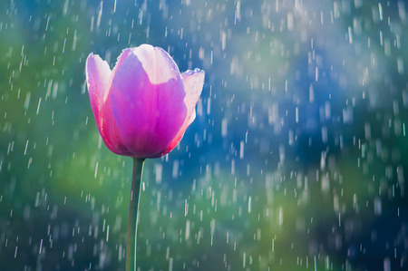 Pink and purple tulip in drops of water in the spring rainの写真素材