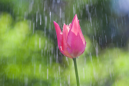 Pink and purple tulip in drops of water in the spring rainの写真素材