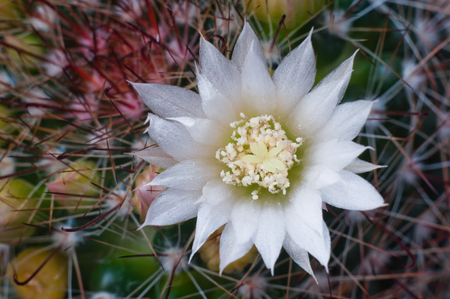 Beautiful white flower cactusの写真素材