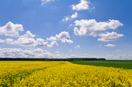 Yellow rapeseed field and green field of wheat under the blue sky with cloudsの写真素材