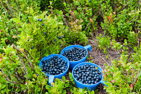 Three blue cups full of blueberries in nature near blueberries bushesの写真素材