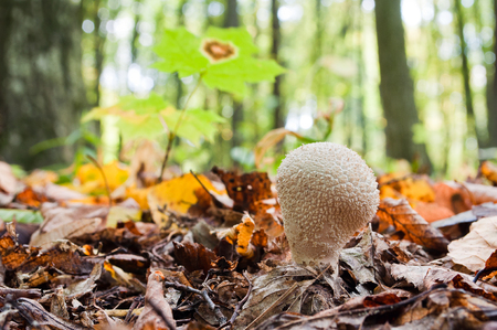 Young mushroom Lycoperdon perlatum growing in the forestの写真素材