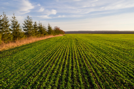 Field of winter wheat seedlings in the spring on a sunny day and blue sky with cloudsの写真素材