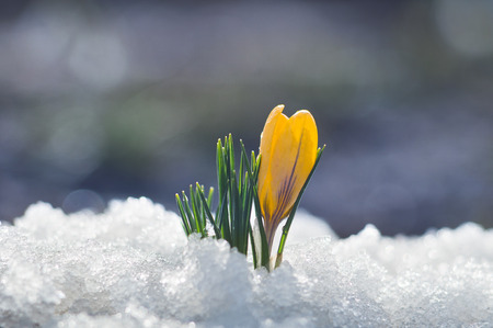 Small yellow crocus blooms in the snowの写真素材