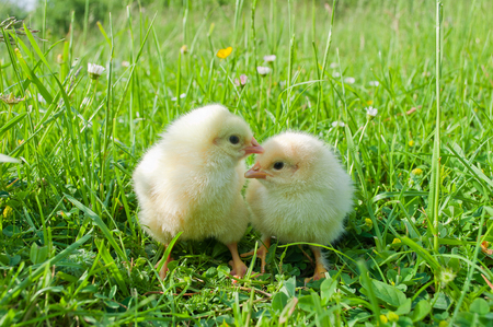 Two small white chicks in green grassの写真素材
