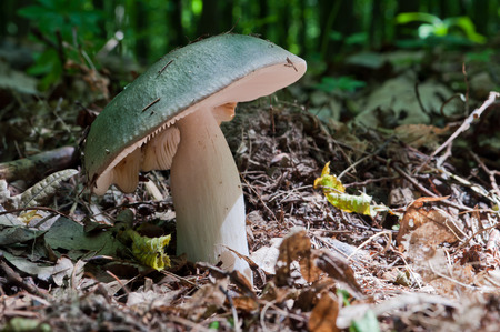 Edible Russula Mushroom Russula Aeruginea with a green sloping cap grows in the woodsの写真素材