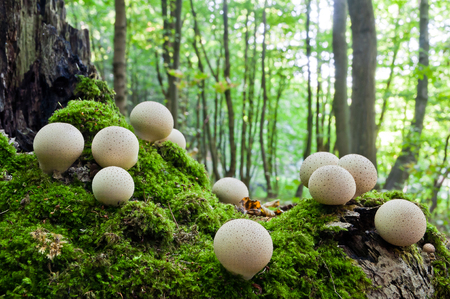 Clusters of young mushrooms Lycoperdon perlatum growing in a forest on an old stump, covered with mossの写真素材