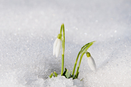 Beautiful first spring flowers snowdrops appeared from under the snowの写真素材