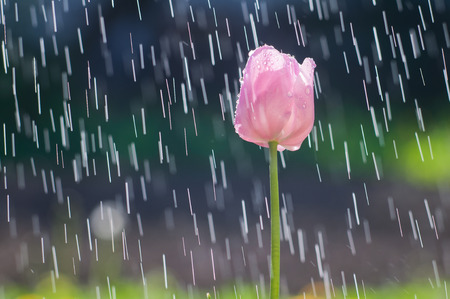 Light pink tulip on the background of the rain ripping tracksの写真素材