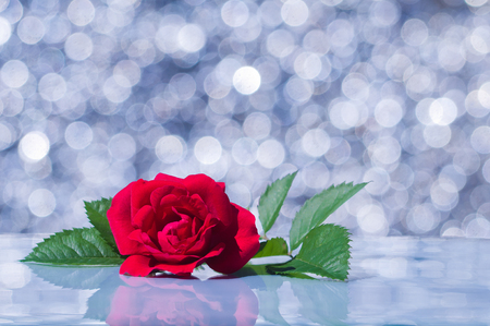 Red rose on the background bokehの写真素材