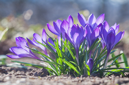 Close up of a group of blooming purple crocus flowers