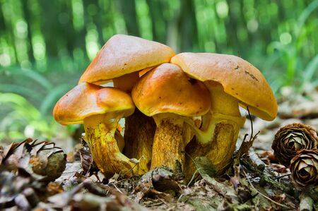 Cluster of edible mushrooms Suillus elegans grows in the woodsの素材 [FY310127435866]