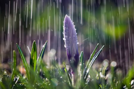 FlowerÂ ofÂ white-purpleÂ crocusÂ onÂ theÂ backgroundÂ ofÂ rainÂ dropsÂ tracksの写真素材