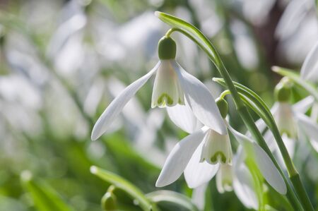 Early spring flowers of white snowdrops
の写真素材