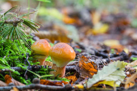 Two young edible mushrooms Suillus elegans grow in the forest
