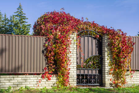Decorative metal fence with a gate entwined with red leaves of wild grapesの写真素材