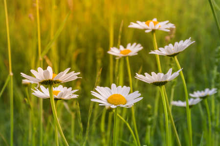 Beautiful white chamomile flowers bloom in the meadowの写真素材
