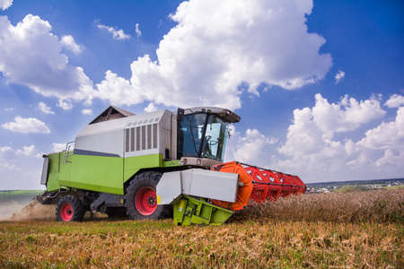 Harvesting. The combine is mowing wheat in the field
