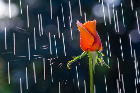Red-orange rose on the background of tracks from rain dropsの写真素材