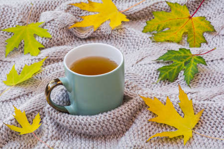 A cup of tea wrapped in a warm knitted scarf with yellow autumn leaves. Autumn home coziness concept