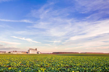 Green field of young rapeseed shoots and a new grain elevator on the horizonの写真素材