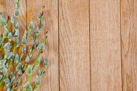 Pussy willow twigs on wooden backgroundの写真素材