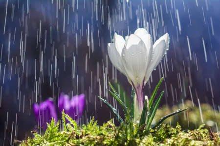 Beautiful white crocus flower in the rainの写真素材