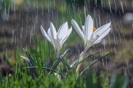 Beautiful flowers of white crocuses on a background of tracks of raindropsの写真素材