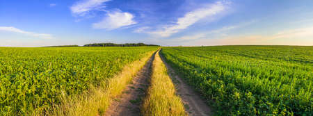 A panoramic view of a green soybean field divided by a field road