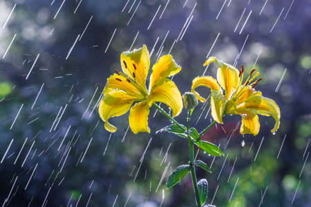 yellow lily flowers in summer rainの写真素材