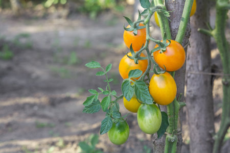 Yellow oval tomatoes ripen on a tassel on the stem of a tomato bushの写真素材